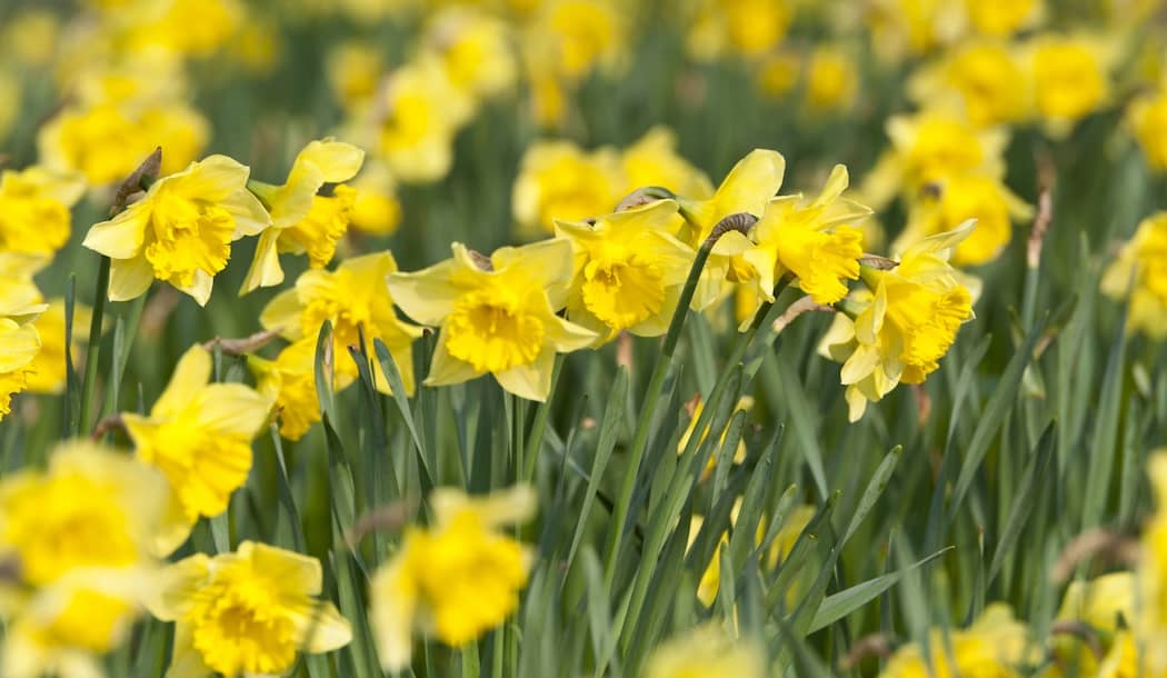 Potent Anti-Cancer Compounds Found in the “Flower of Hope” about undefined