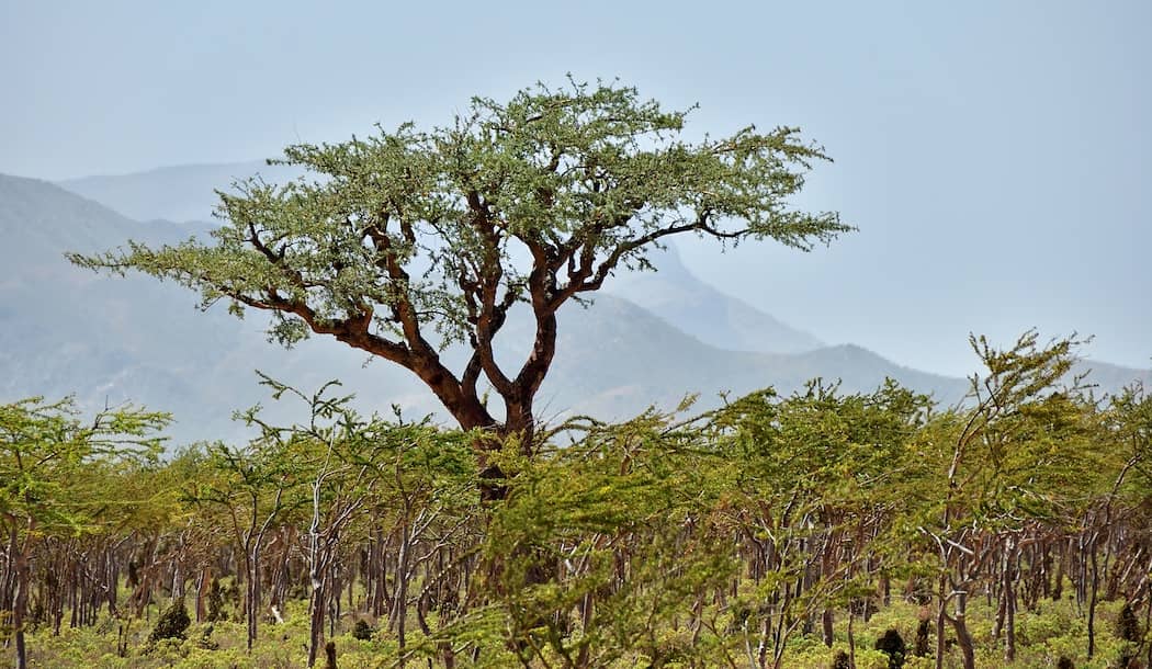 This Sorry-Looking Tree Contains A Powerful Cancer Treatment about undefined