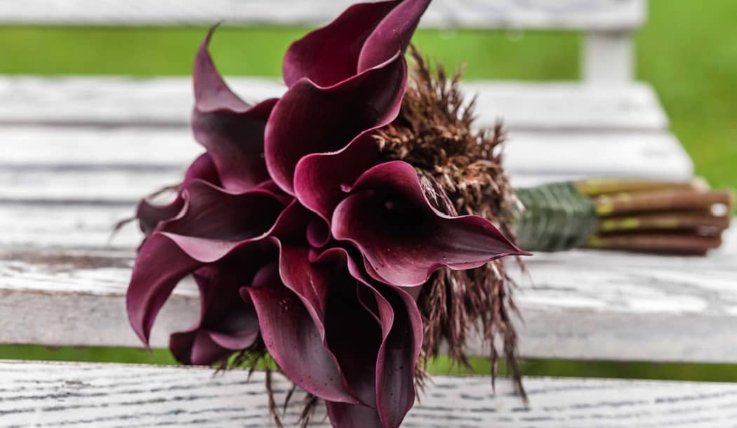 New Flower Formula Succeeds in Treating a Variety of Cancers about undefined