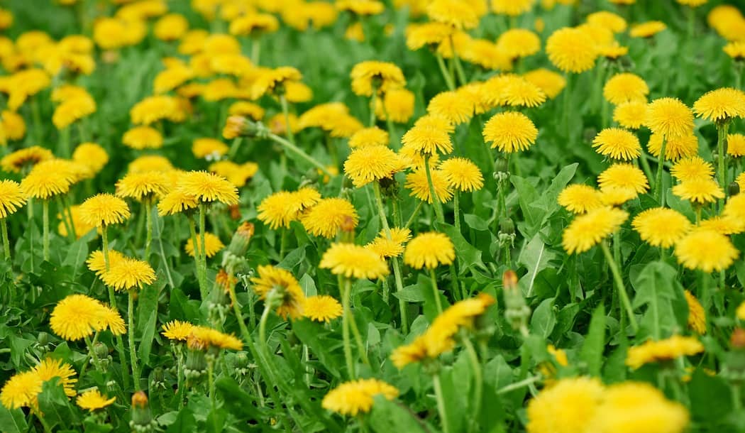 Backyard Weed Helps Fight Cancer about undefined